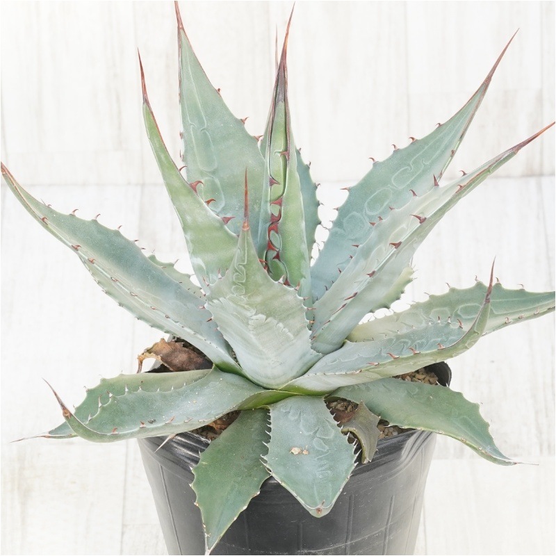 現物》アガべ モンタナ ブルー 紅黒棘 No.274 6号 | | 現物販売