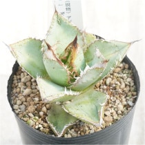 現物》No.59 アガべ オテロイ 美ロゼット ホワイトブルー葉 極上子株 2