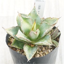 �Ը�ʪ�ե����١������Υ���ƦƦζ�ʥȥȥ��ˡס��ҳ��դ���No.279��3��