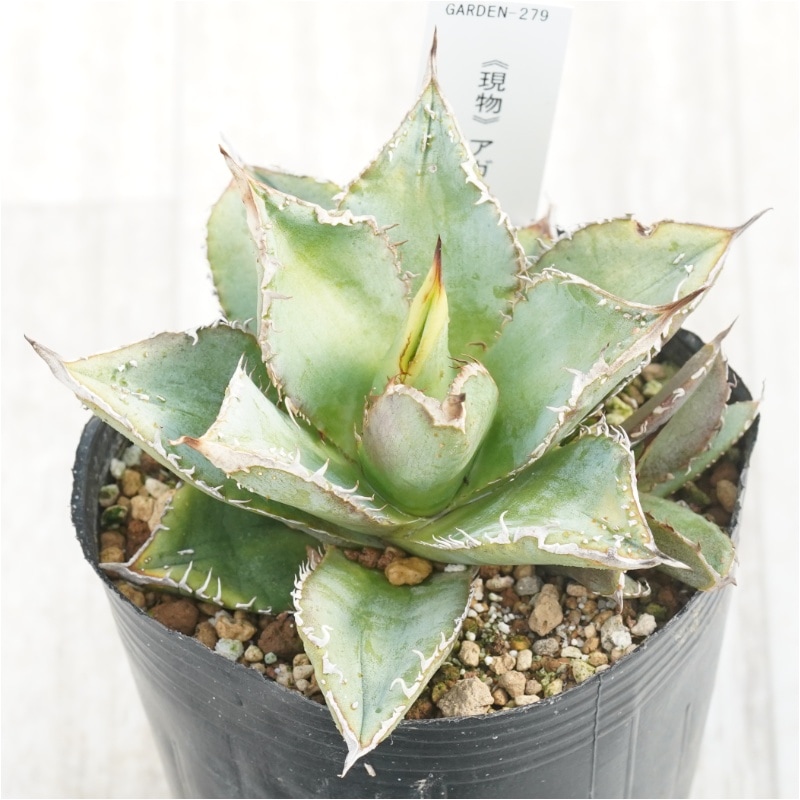 現物》アガべ チタノタ「豆豆龍（トトロ）」 子株付き No.279 3号