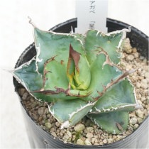 �Ը�ʪ�ե����١������Υ��������ס�No.283��3��