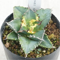 �Ը�ʪ�ե����١������Υ���ͼ�ǡ�ʤ���á�No.284��3��