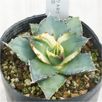 �Ը�ʪ�ե����١������Υ���ͼ�ǡ�ʤ���á�No.285��3��