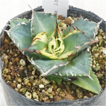 現物》No.59 アガべ オテロイ 美ロゼット ホワイトブルー葉 極上子株 2