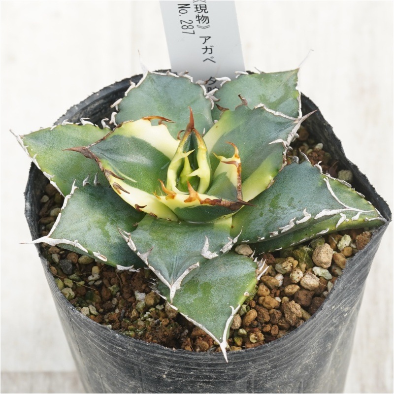 現物》アガべ チタノタ 夕映 覆輪斑 No.287 3号 | | 現物販売