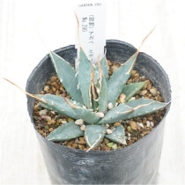 �Ը�ʪ�ե����١����ܥꥹ�ԥʡ��۱ꡡ�١����她�ѥ���No.290��3��