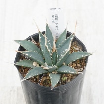 現物販売（コレクション株） | 四国ガーデン株式会社