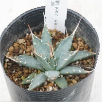 �Ը�ʪ�ե����١����ܥꥹ�ԥʡ�����ѥ��ȡ������ܥ꡼���ѥ���No.295��3��