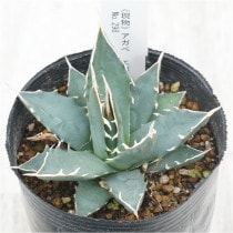 現物販売（コレクション株） | 四国ガーデン株式会社