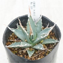 �Ը�ʪ�ե����١����ܥꥹ�ԥʡ��۱ꡡ�����ܥ꡼���ۥ磻�ȥ��ѥ���No.301��3��