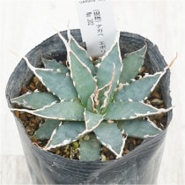 �Ը�ʪ�ե����١����ܥꥹ�ԥʡ��۱ꡡ�������åȡ��ۥ磻�ȥ��ѥ���No.302��3��