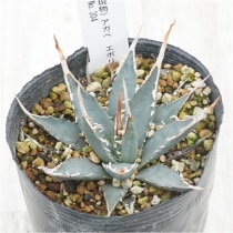 �Ը�ʪ�ե����١����ܥꥹ�ԥʡ��۱ꡡ�����ܥ꡼����ǡ�����󥹥ѥ���No.304��3��