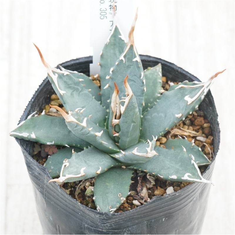 現物》アガべ エボリスピナ 陽炎 幅広葉 アイボリーグラデーション