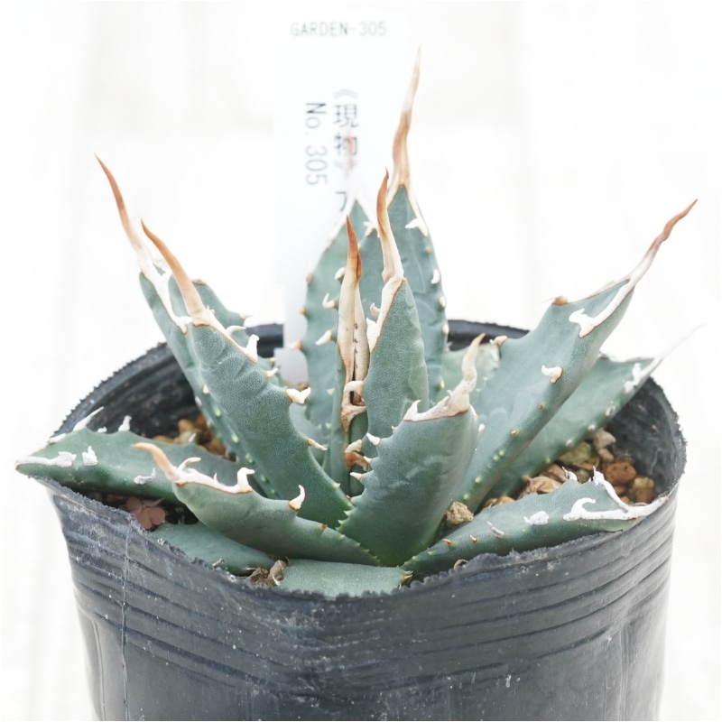 現物》アガべ エボリスピナ 陽炎 幅広葉 アイボリーグラデーション