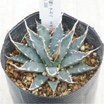 �Ը�ʪ�ե����١����ܥꥹ�ԥʡ��۱ꡡ�ۥ磻�ȥ��ѥ����������åȡ�����ѥ��ȡ�No.306��3��