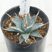 �Ը�ʪ�ե����١����ܥꥹ�ԥʡ��۱ꡡ����ѥ��ȡ������ܥ꡼���ѥ���No.307��3��