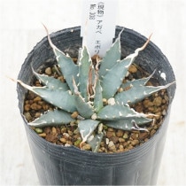 �Ը�ʪ�ե����١����ܥꥹ�ԥʡ��۱ꡡ�����ܥ꡼���ѥ���No.308��3��