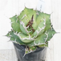 �Ը�ʪ�ե����١������Υ�������������No.310��3��