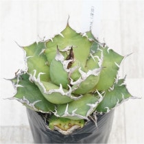 �Ը�ʪ�ե����١������Υ�������������No.312��3��