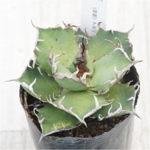 �Ը�ʪ�ե����١������Υ�������������No.314��3��