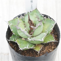 �Ը�ʪ�ե����١������Υ�������������No.316��3��