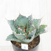 現物》アガべ エボリスピナ 陽炎 幅広葉 アイボリーグラデーション