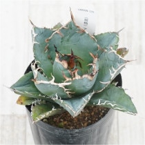 �Ը�ʪ�ե����١������Υ�����ߡ�No.320��3��