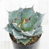 �Ը�ʪ�ե����١������Υ�����ߡ�No.321��3��