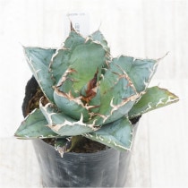 �Ը�ʪ�ե����١������Υ�����ߡ�No.326��3��