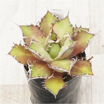 �Ը�ʪ�ե����١������Υ�����åɥ���åȥ��������롡����ǭ������ƥ�������No.331��3��