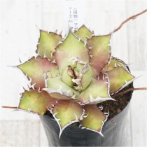 現物》アガべ パリー ホーチエンシス カラフルスパイン ノコギリ棘 No