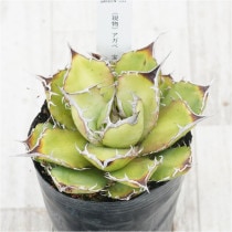 �Ը�ʪ�ե����١������Υ����������ƥ��������ҳ��դ���No.333��3��