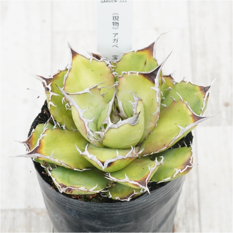 アガベチタノタ　宝珠　ヤバノタ　大株 宝珠 だいぶボールタイプらしい良い形になってかなりお気に入りに。下