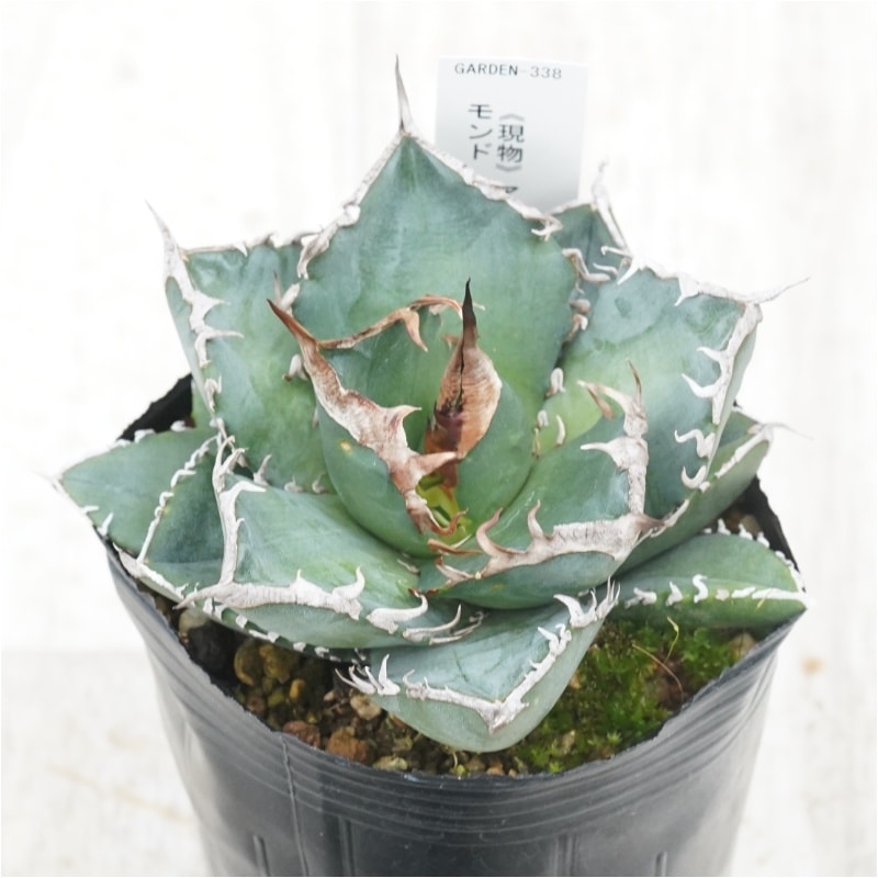 現物》アガべ チタノタ 南アフリカダイヤモンド ※SAD No.338 3号
