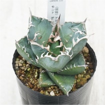 �Ը�ʪ�ե����١������Υ�����եꥫ��������ɡ���SAD��No.339��3��