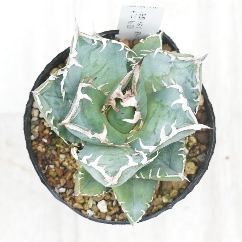 はあ南アフリカダイアモンド×ハデス×おまけ アガベフィギュア 南アフリカダイヤモンド – LOBINDON