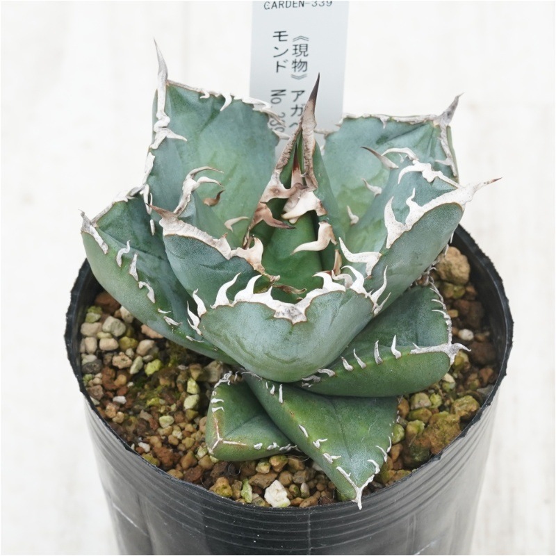 現物》アガべ チタノタ 南アフリカダイヤモンド ※SAD No.339 3号