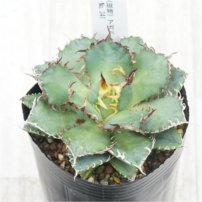 写真現物 アガベ フィリグリー チタノタオテロイ 写真現物 アガベ フィリグリー チタノタオテロイ 写真現物 アガベ