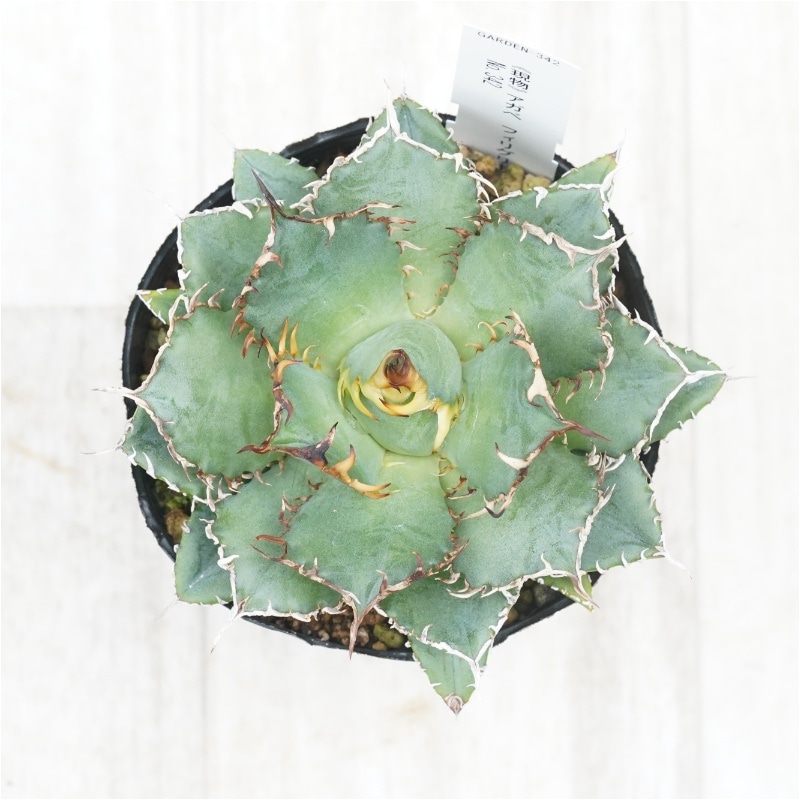 現物》アガべ チタノタ フィリグリー No.342 3号 | | 現物販売