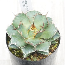 �Ը�ʪ�ե����١������Υ����ե��ꥰ�꡼��No.343��3��