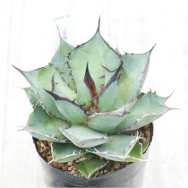 �Ը�ʪ�ե����١������Υ����ѥ�����ҳ��դ���No.345��3��