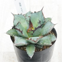 �Ը�ʪ�ե����١������Υ���ɱ�β�����No.349��3��