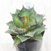 �Ը�ʪ�ե����١������Υ�����åɥ���åȥ��������롡�ǥ�ǭ��No.356��3��