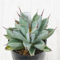 �Ը�ʪ�ե����١��ݥ��ȥ�ࡡ���塼�ӥå���No.357��3��