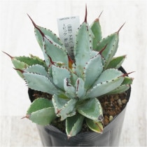 �Ը�ʪ�ե����١��ݥ��ȥ�ࡡ���塼�ӥå���No.358��3��