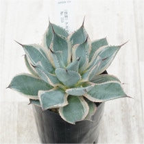 �Ը�ʪ�ե����١��ݥ��ȥ�ࡡ˱�ࡡNo.359��3��