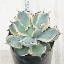 �Ը�ʪ�ե����١���������󥷥������֥ȥ��˶ӡ�No.360��3��