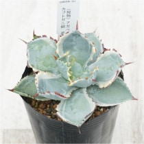 �Ը�ʪ�ե����١���������󥷥������֥ȥ��˶ӡ�No.361��3��