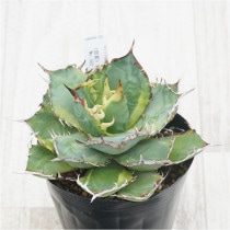 �Ը�ʪ�ե����١������Υ����Хʥʥԡ��롡No.382��4��