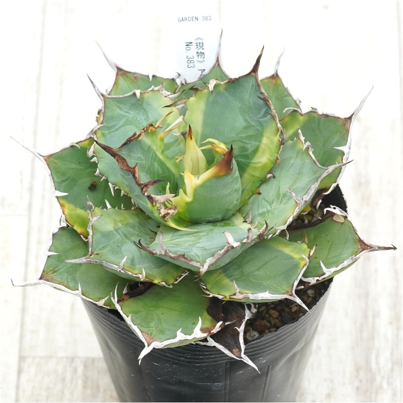 現物》アガべ チタノタ バナナピール No.383 4号 | | 現物販売